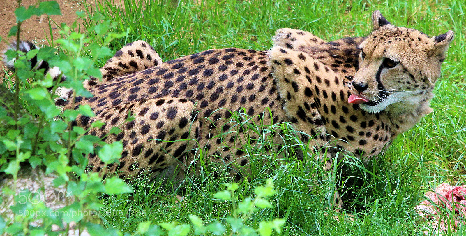 Canon EOS 100D (EOS Rebel SL1 / EOS Kiss X7) sample photo. Cheetah photography