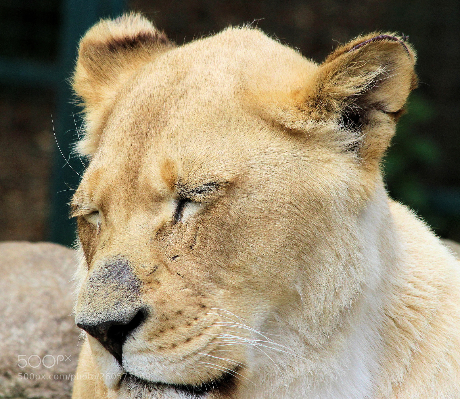 Canon EOS 100D (EOS Rebel SL1 / EOS Kiss X7) sample photo. Lioness photography