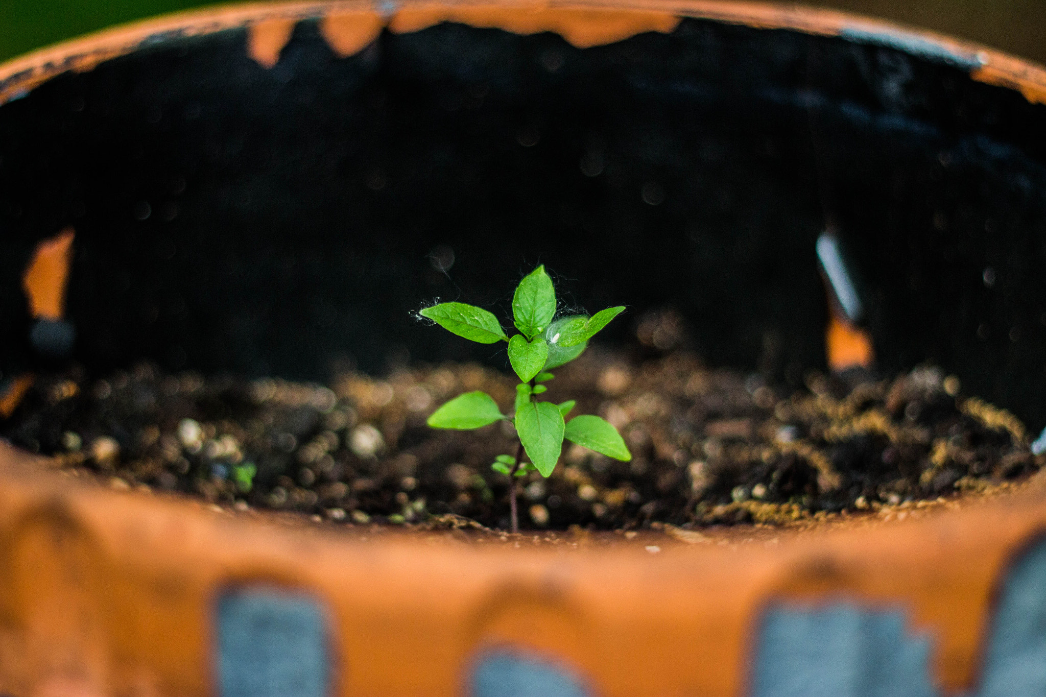 Canon EOS 650D (EOS Rebel T4i / EOS Kiss X6i) sample photo. Thai basil in a pot photography