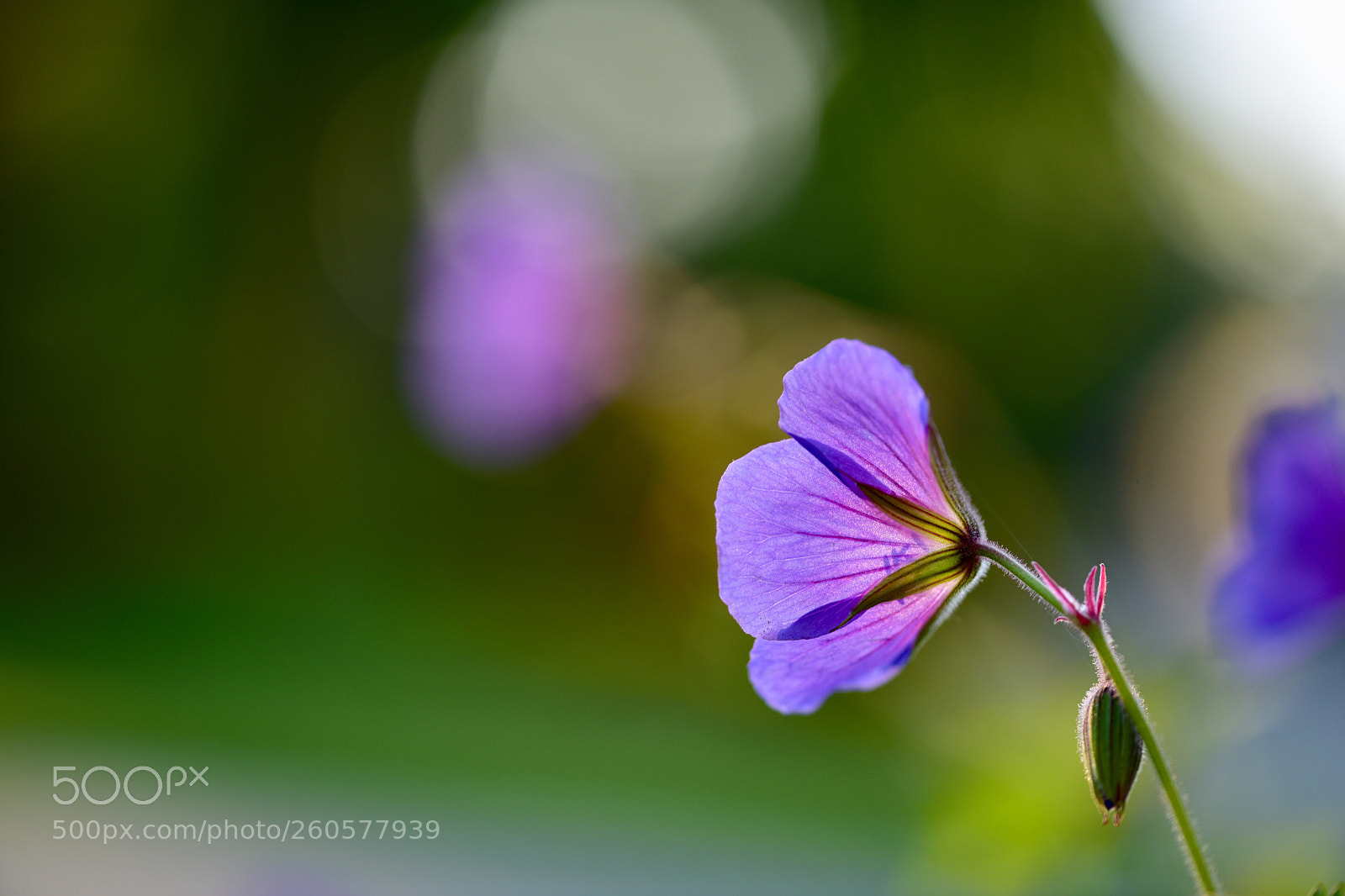 Nikon D810 sample photo. Untitled photography