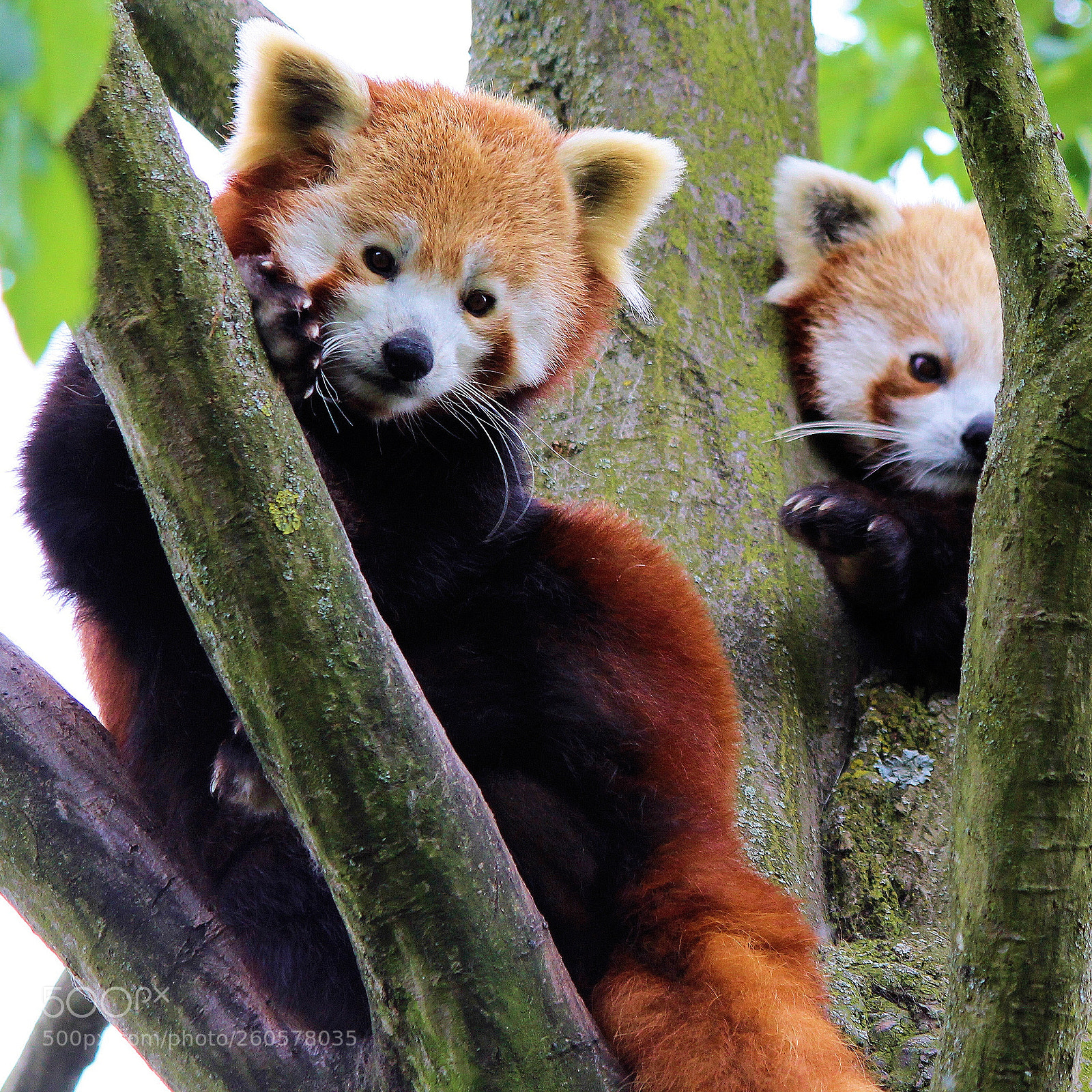 Canon EOS 100D (EOS Rebel SL1 / EOS Kiss X7) sample photo. Red pandas photography