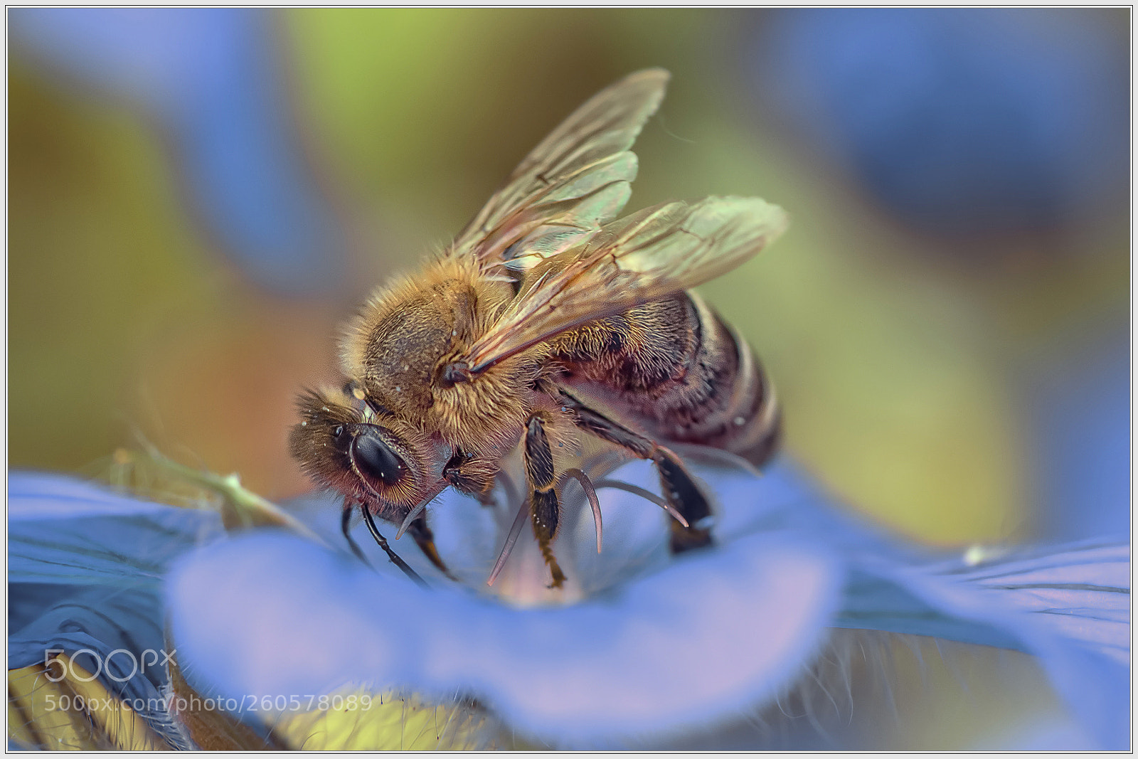 Nikon D750 sample photo. Honeybee photography