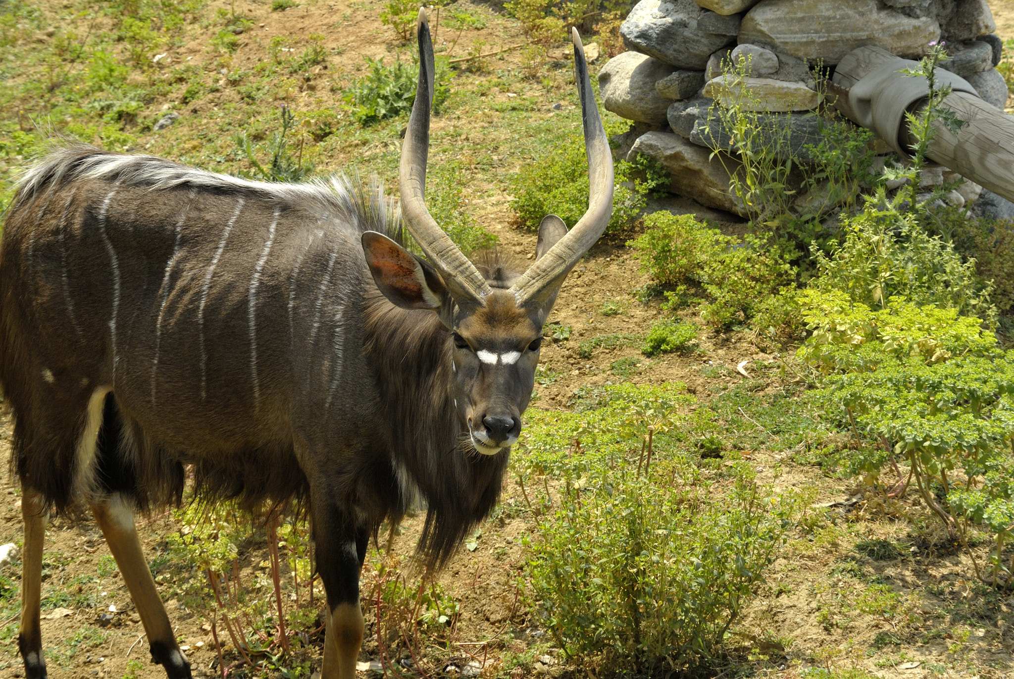 Nikon 1 V1 sample photo. Nice horns! photography