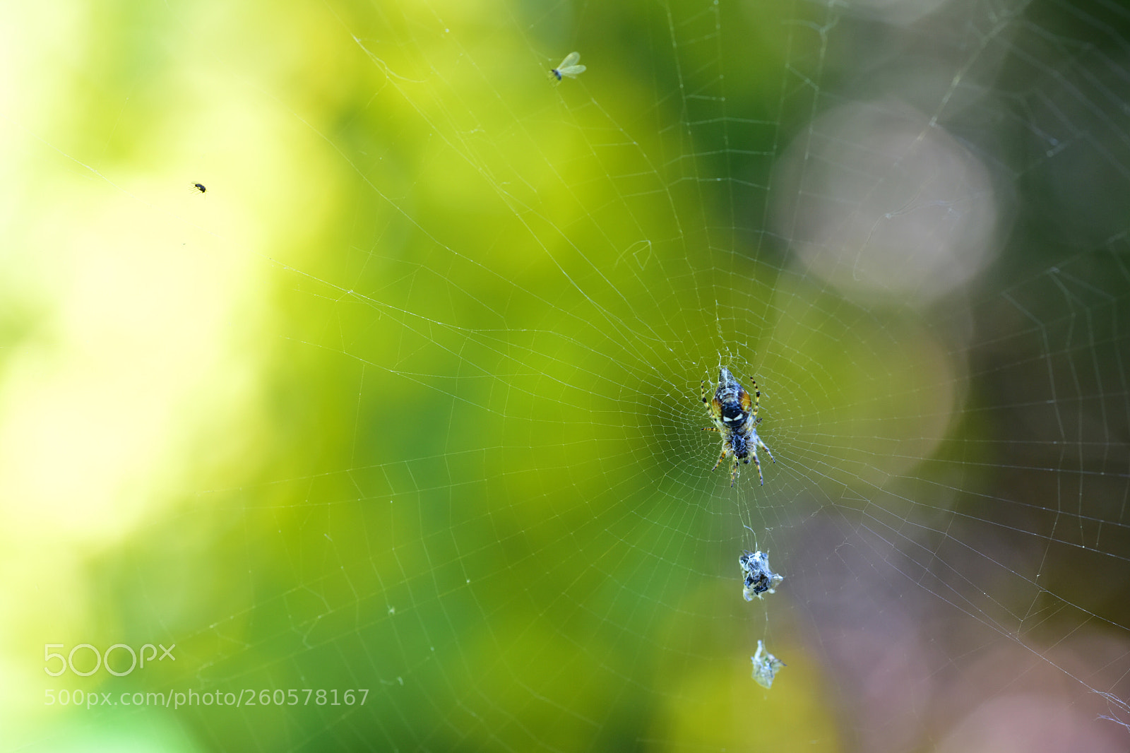 Nikon D810 sample photo. Untitled photography