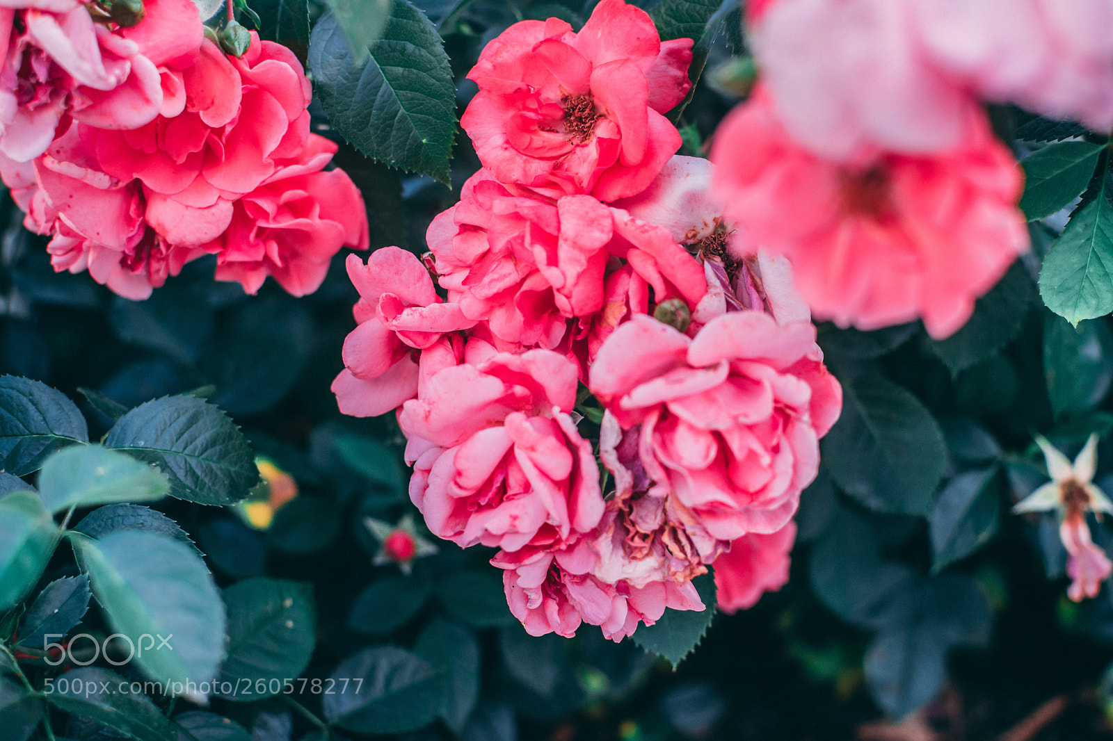 Nikon D3400 sample photo. Pink photography