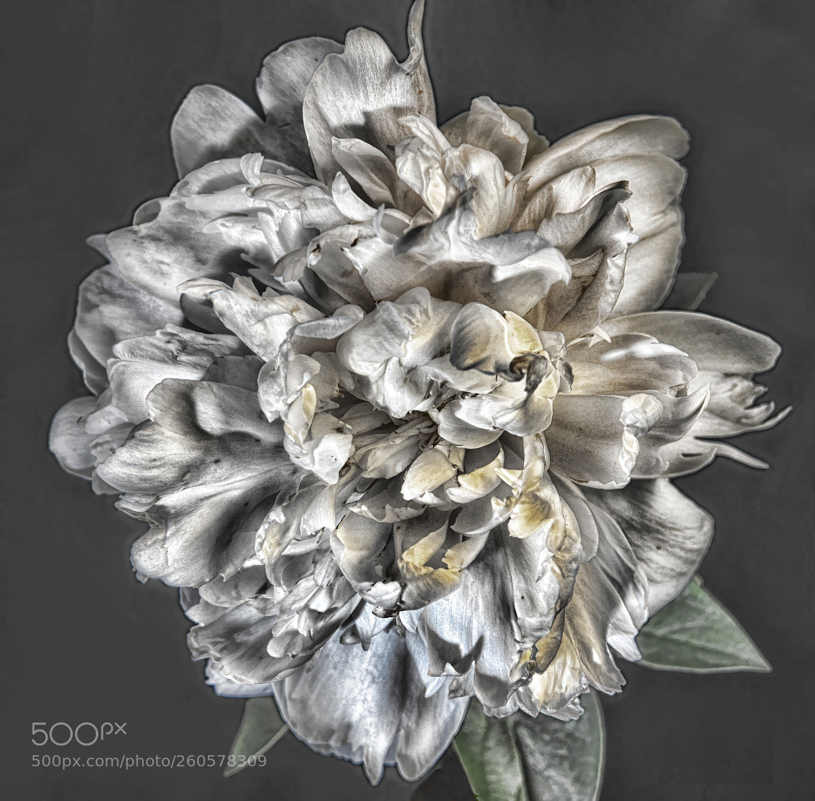 Nikon D810 sample photo. Peony photography