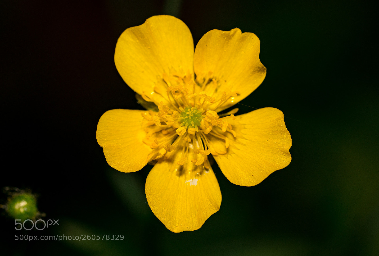 Sony a6300 sample photo. Flowers yellow photography