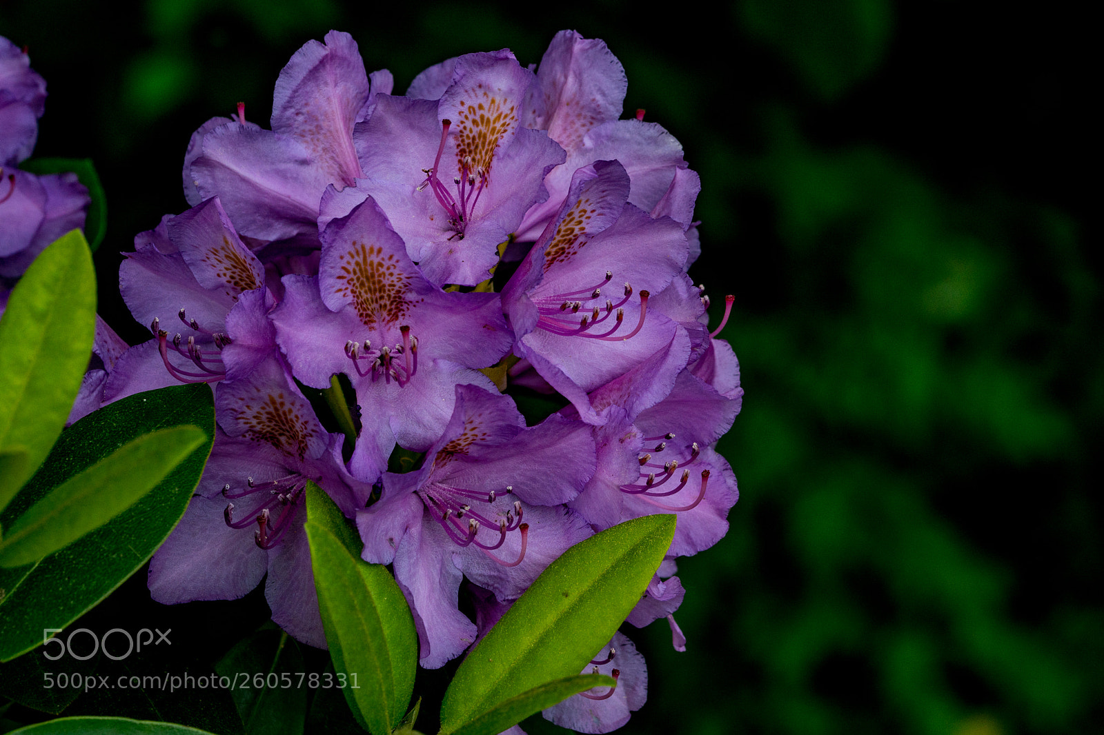 Sony a6300 sample photo. Flowers photography