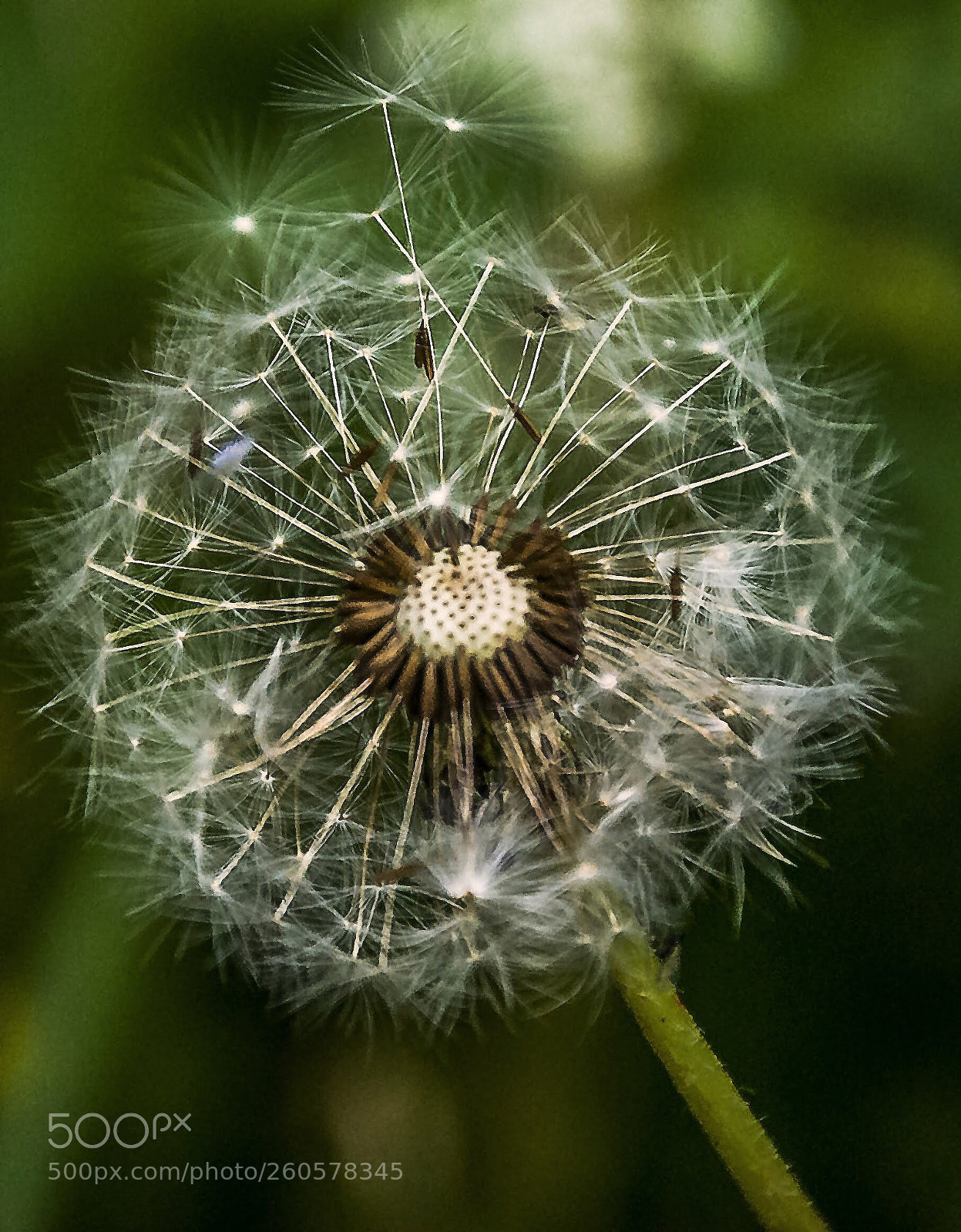 Nikon D60 sample photo. Dandelion  photography