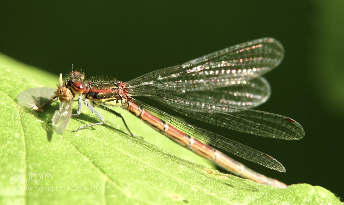 Nikon Coolpix P900 sample photo. Large red damselfly female photography