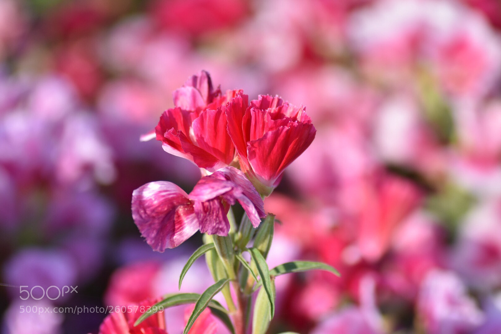 Nikon D7200 sample photo. Farewell to spring photography