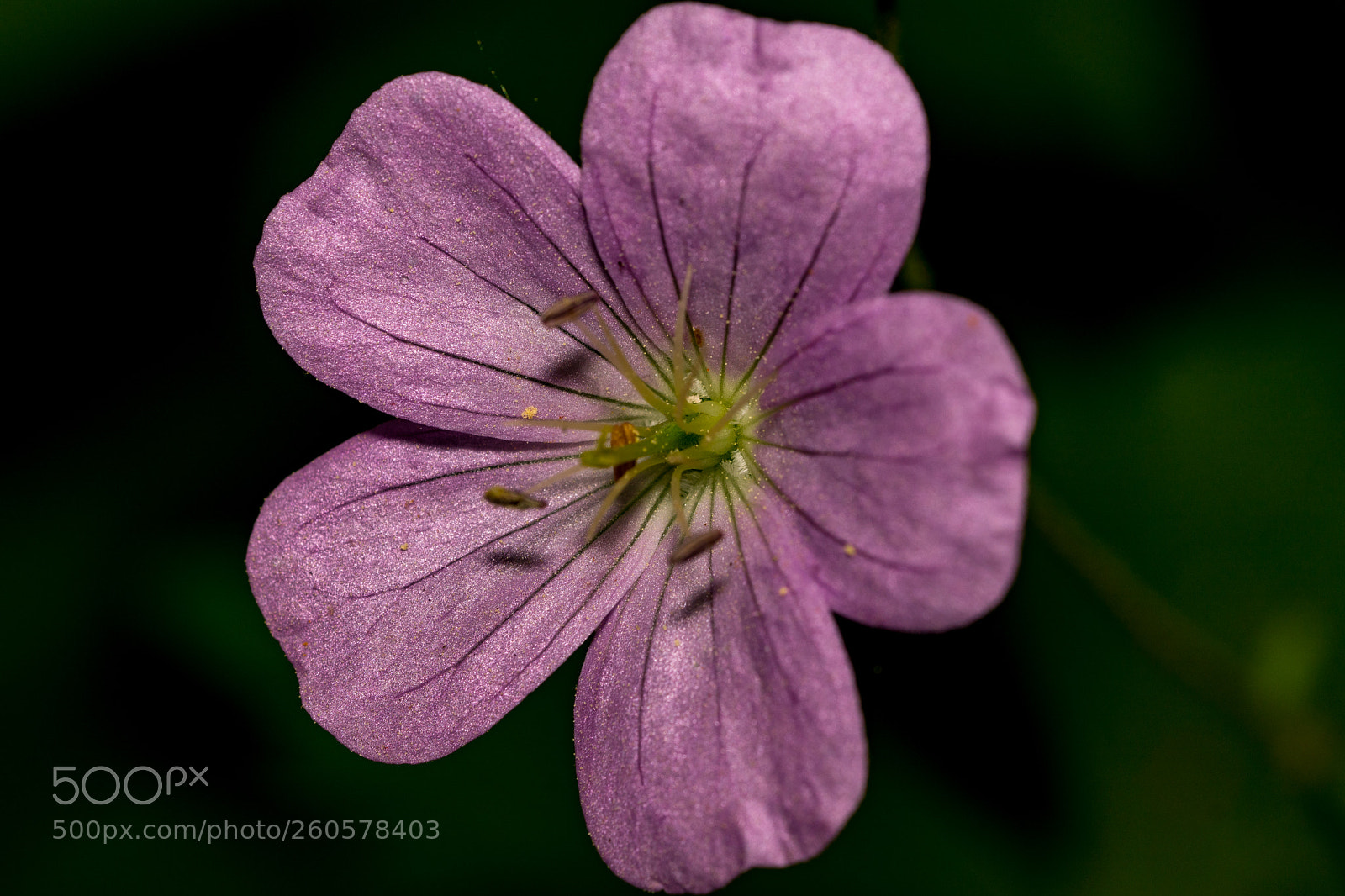 Sony a6300 sample photo. Flowers photography