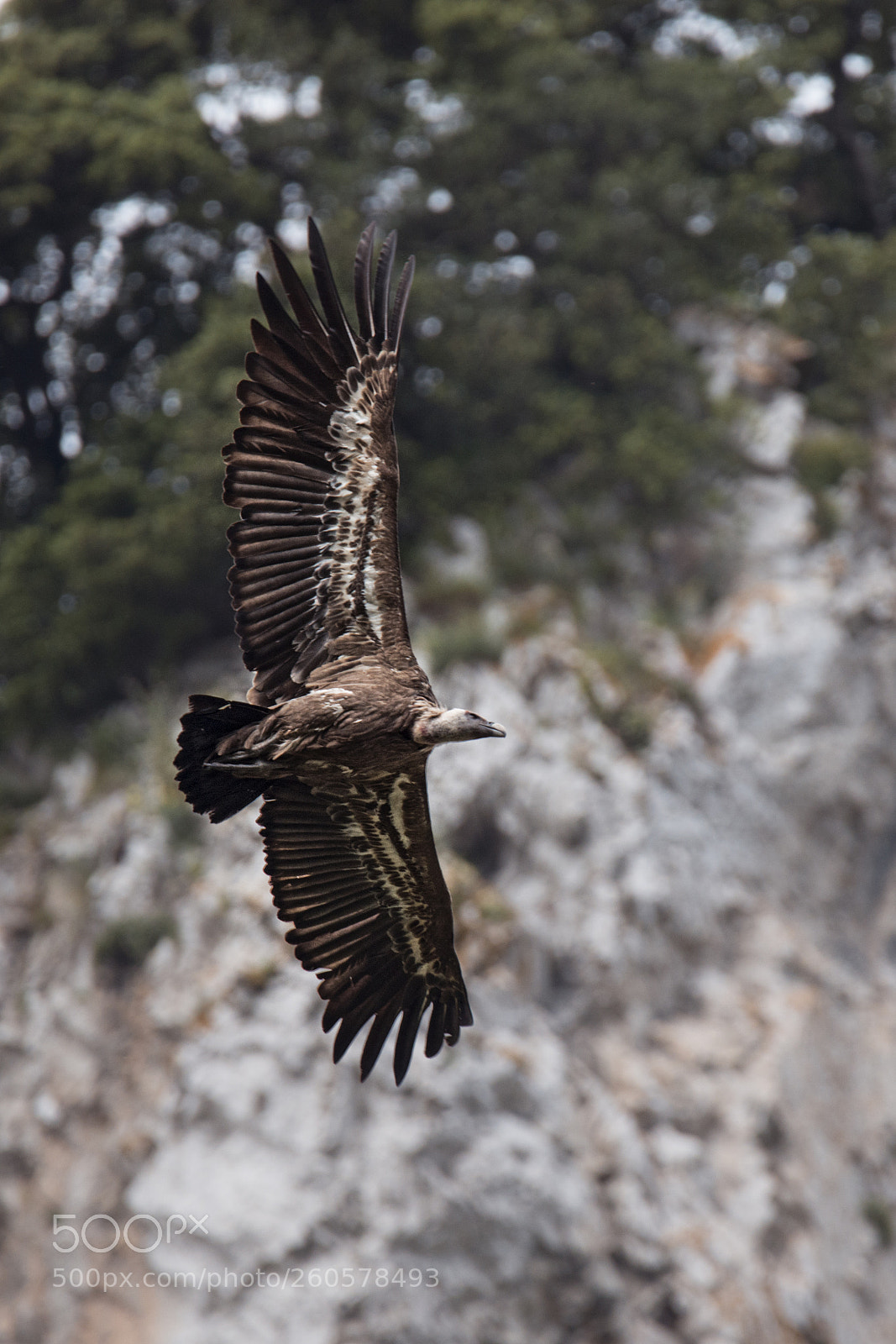 Nikon D800 sample photo. Buitre leonado. photography