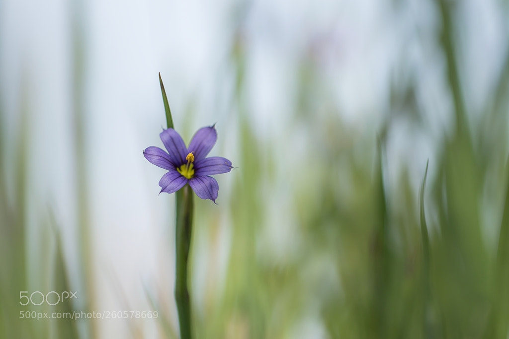 Canon EOS 7D Mark II sample photo. Wild flower photography