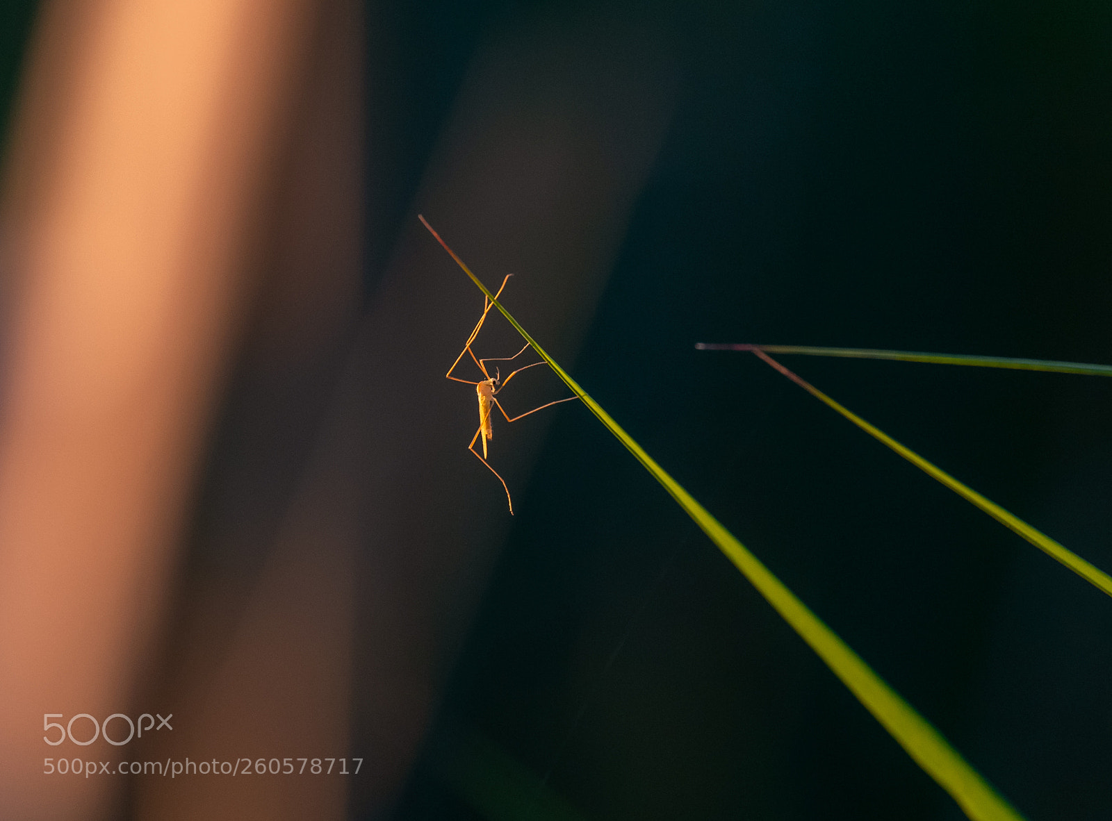 Nikon D5 sample photo. Mosquito photography