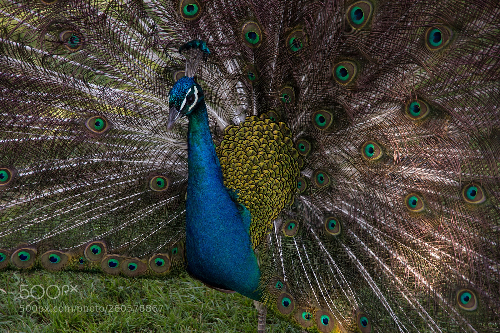 Canon EOS 550D (EOS Rebel T2i / EOS Kiss X4) sample photo. Peacock photography