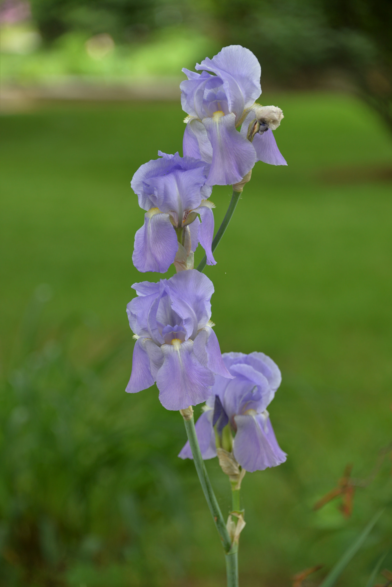 Nikon D610 sample photo. Iris photography