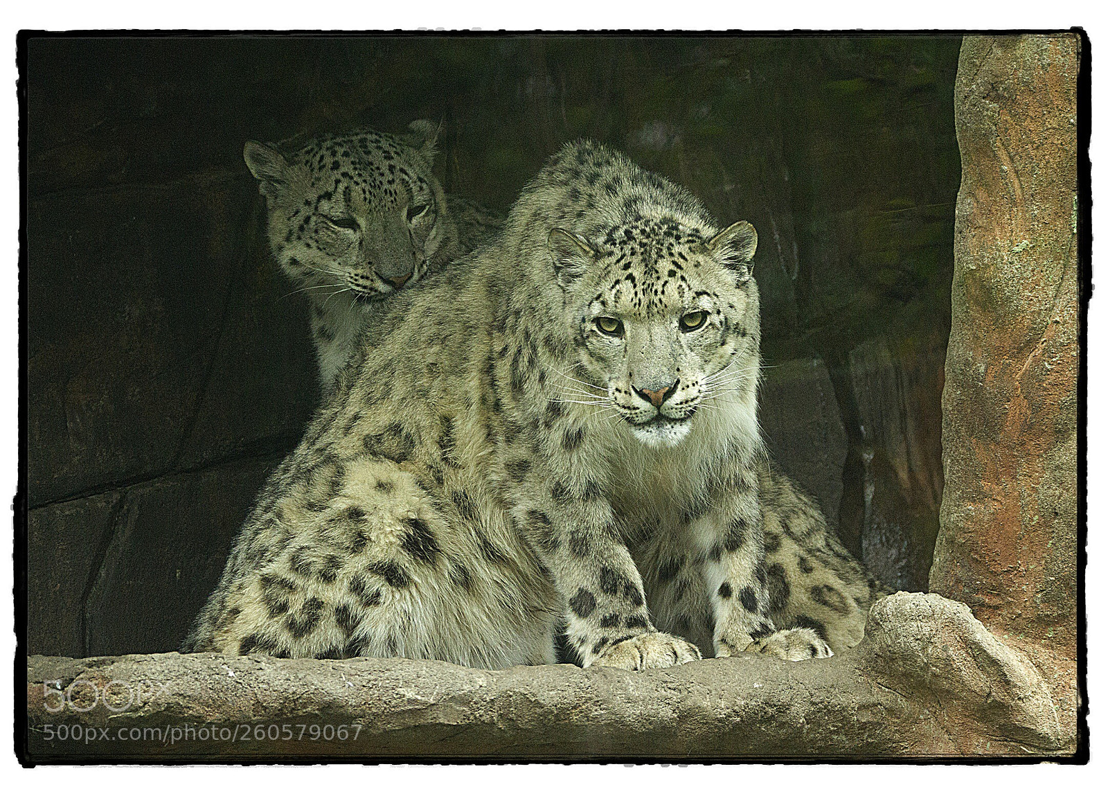 Canon EOS 7D sample photo. Snow leopard  photography