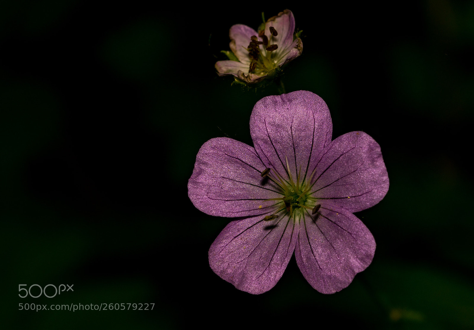 Sony a6300 sample photo. Flower photography