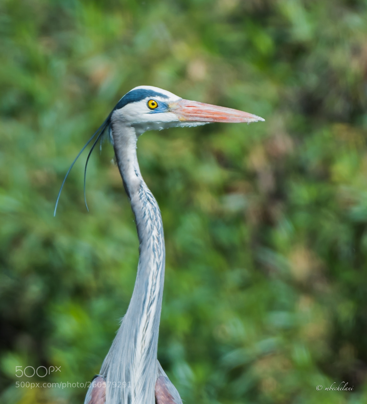Nikon D810 sample photo. _mbs1373-3.jpg photography