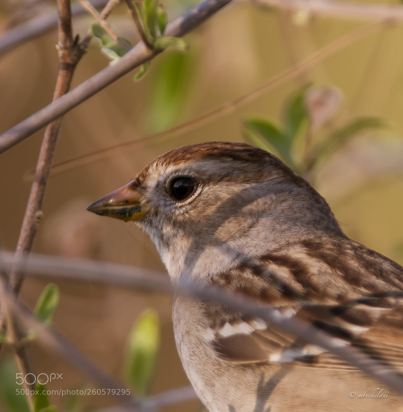 Nikon D810 sample photo. Mbs photography