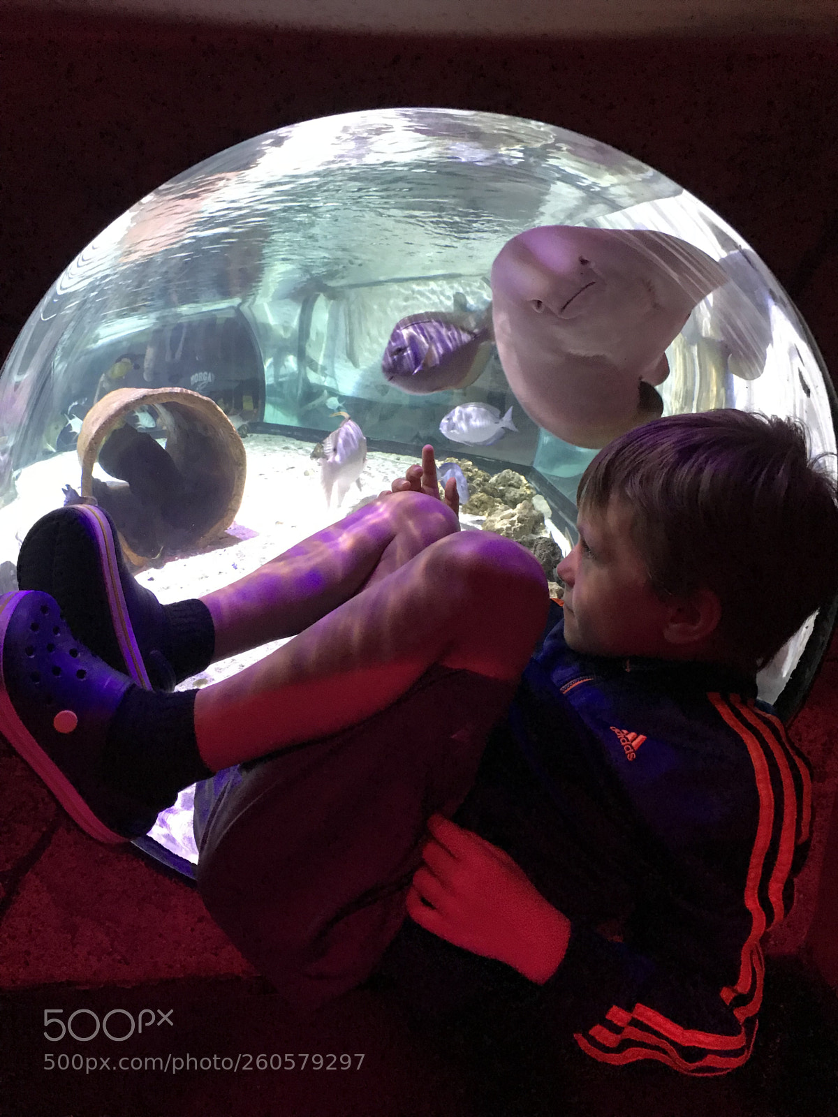 Apple iPhone 7 Plus sample photo. Visiting the aquarium  photography