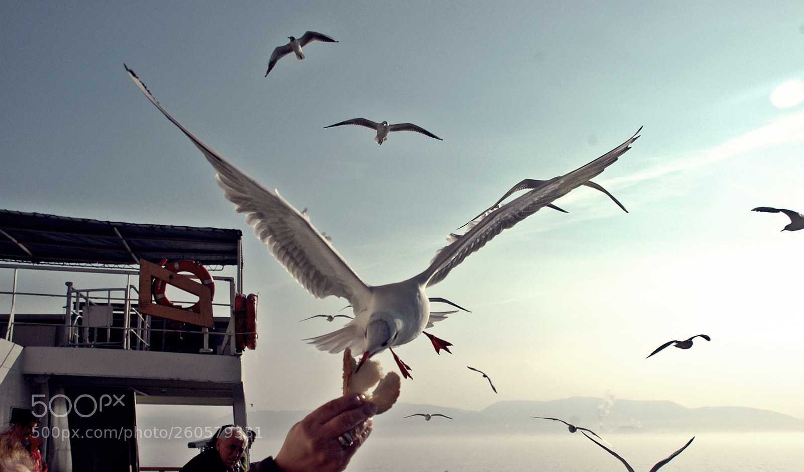 Nikon D70 sample photo. Man, seagull in the photography