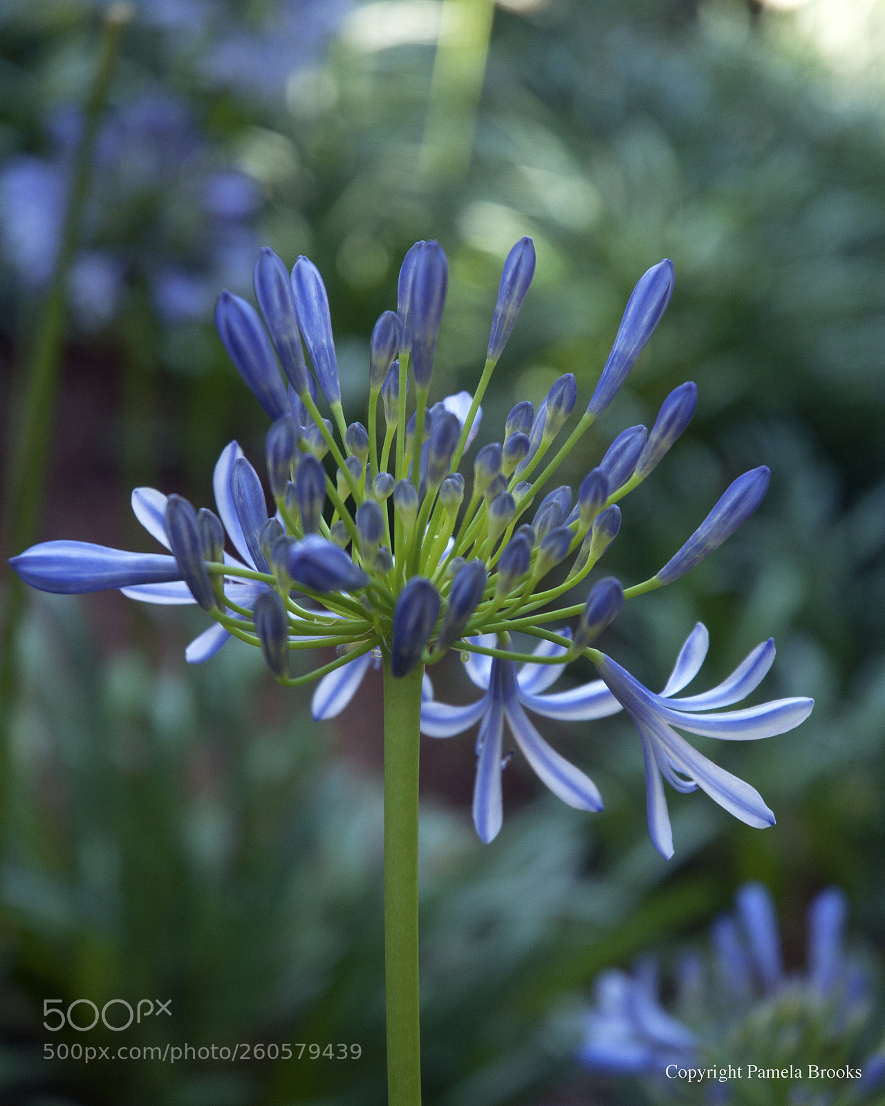 Nikon D90 sample photo. Purple blooms photography