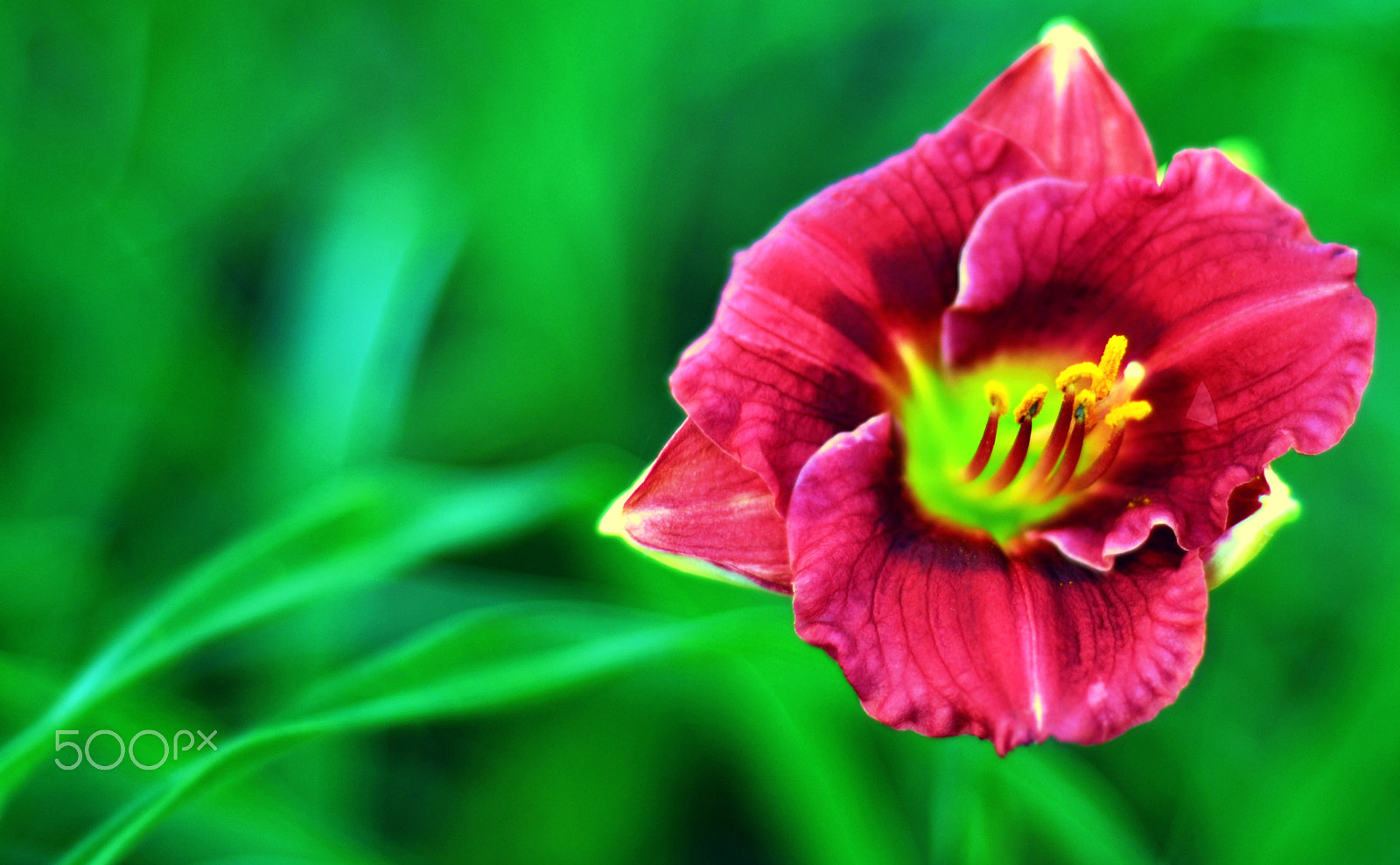 Nikon D3100 + Nikon AF Nikkor 50mm F1.8D sample photo. Unusual daylily photography