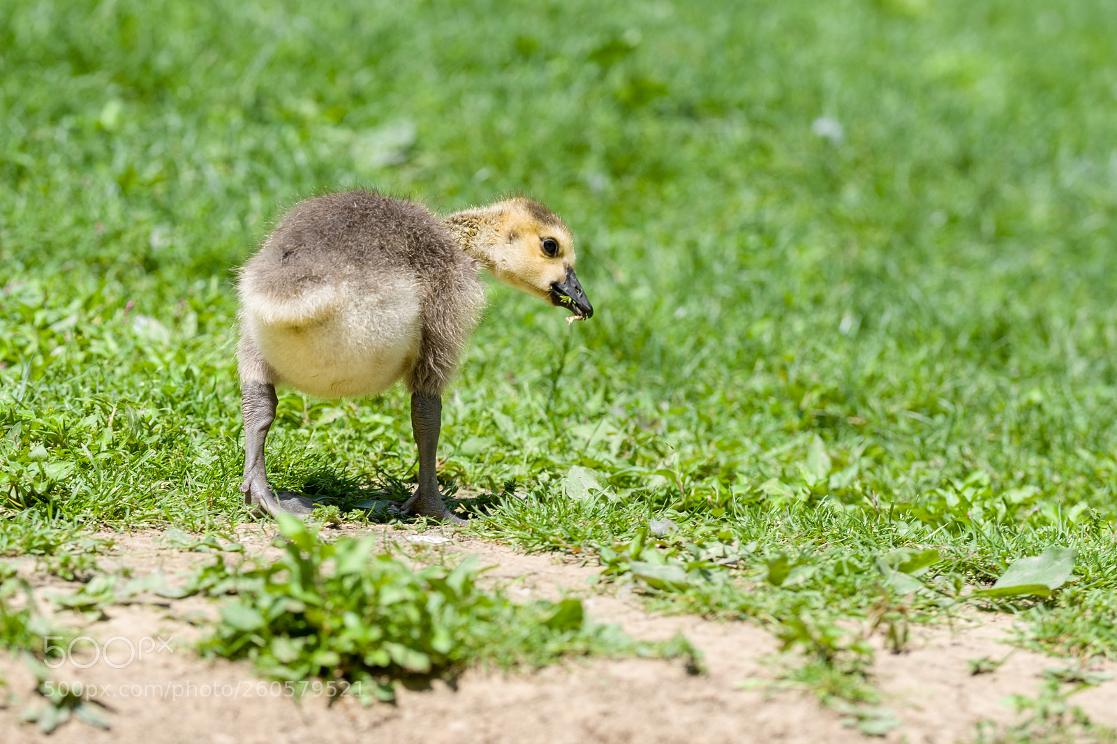 Nikon D500 sample photo. Duckling peering over its photography