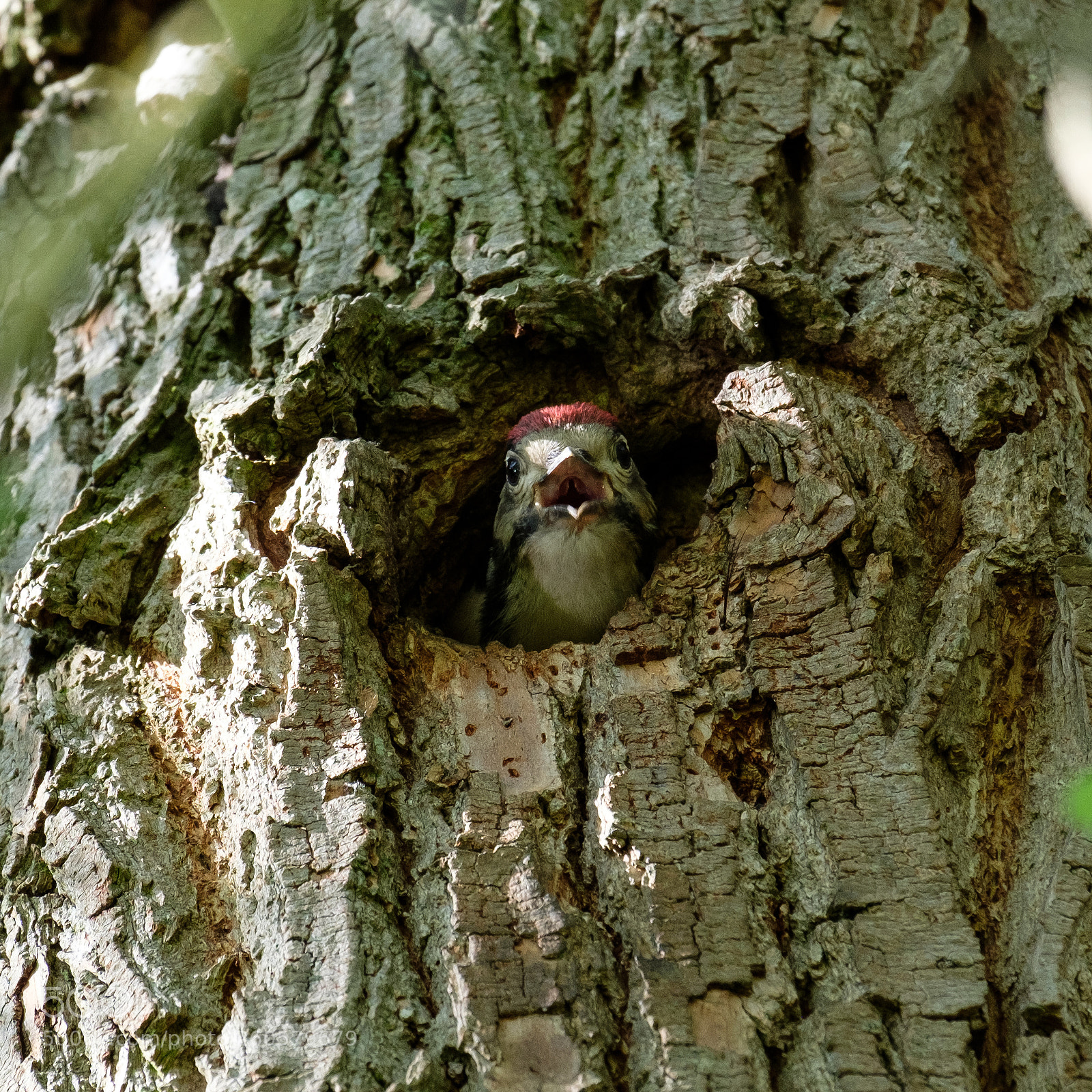 Fujifilm X-T2 sample photo. Woodpecker looking after the photography