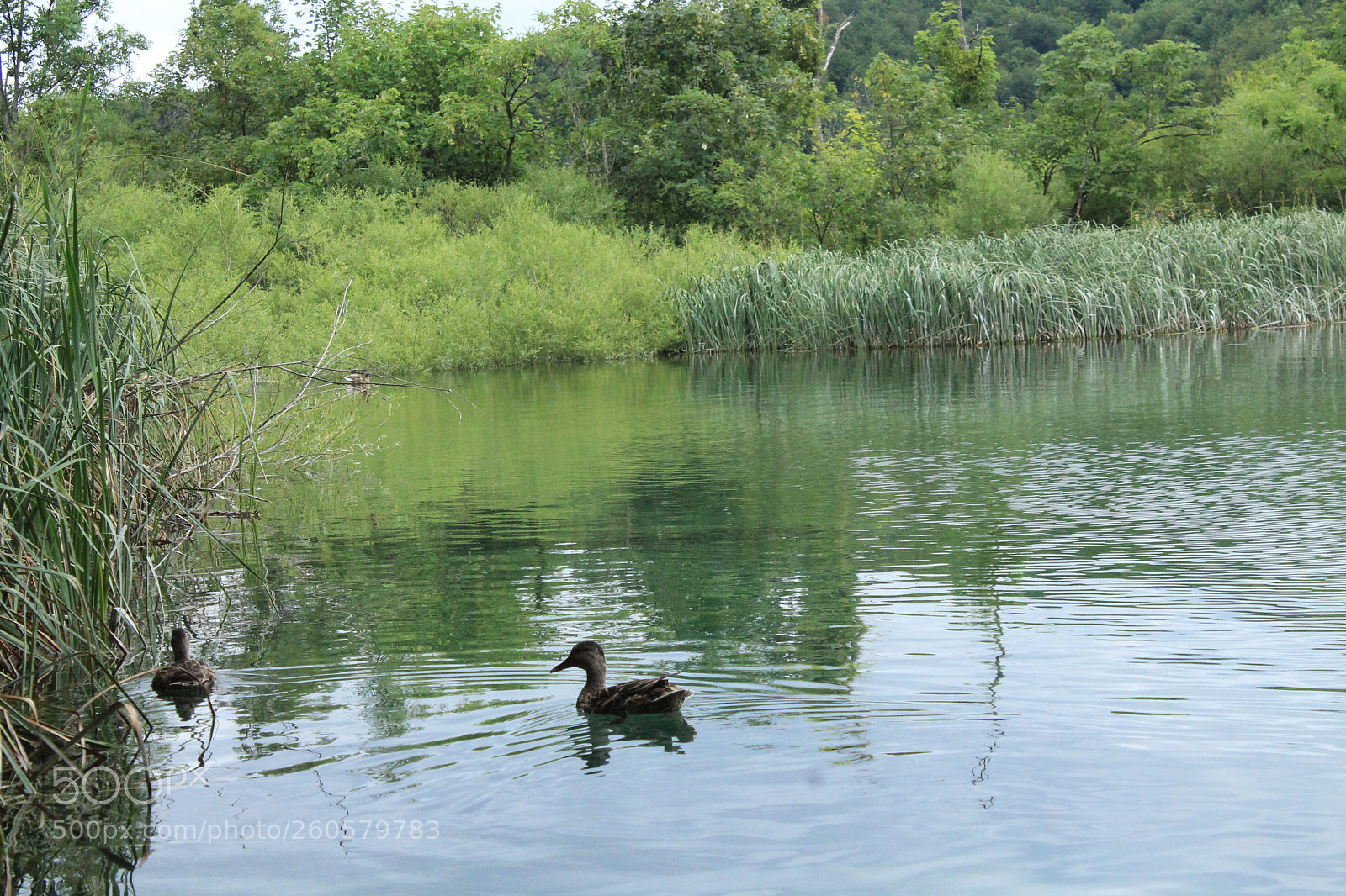 Canon EOS 1300D (EOS Rebel T6 / EOS Kiss X80) sample photo. Croatie lac de plitvice photography