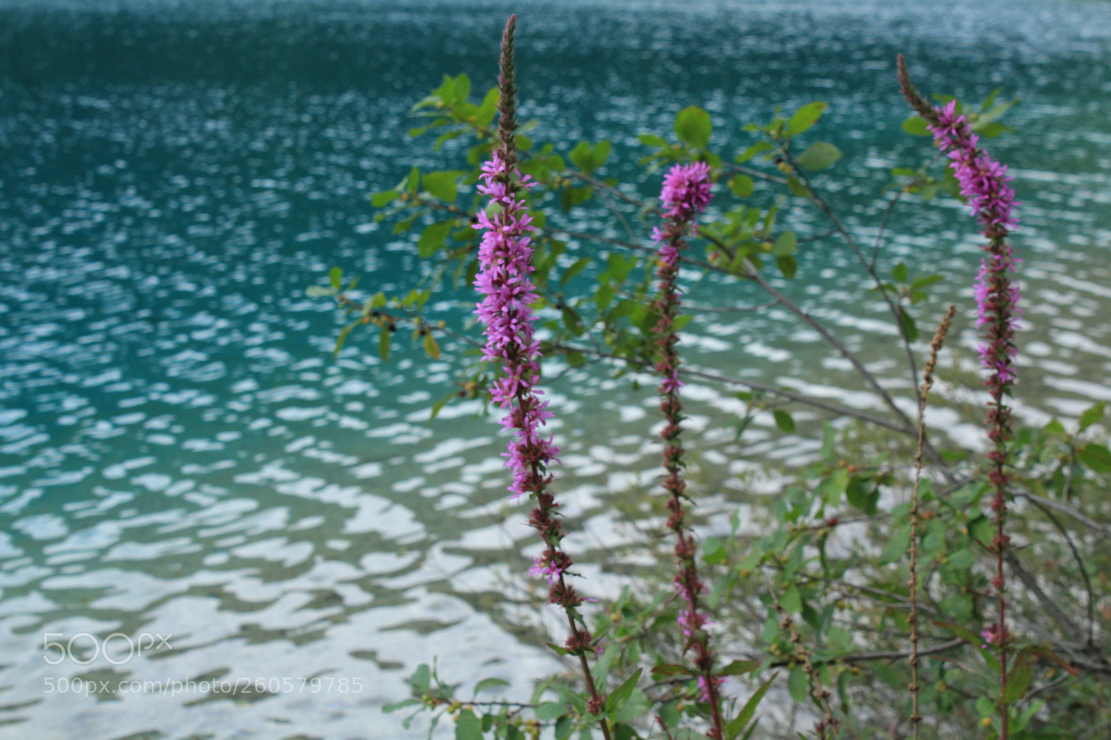 Canon EOS 1300D (EOS Rebel T6 / EOS Kiss X80) sample photo. Flowers croatie lac de photography