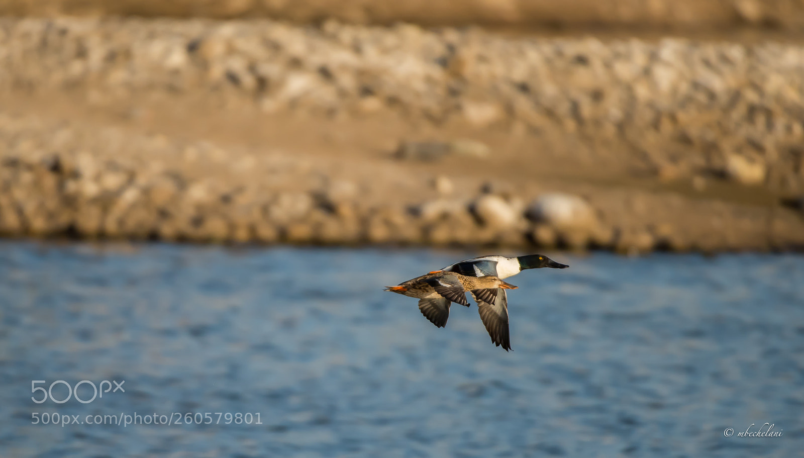 Nikon D810 sample photo. Mbs photography