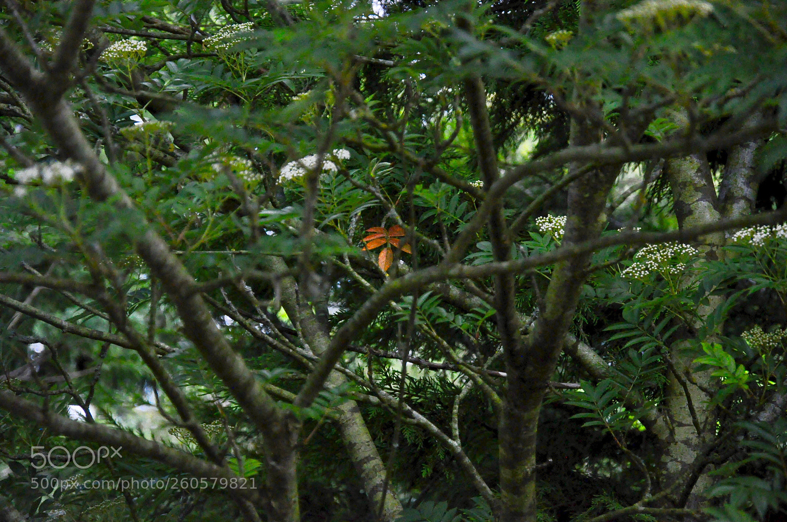 Nikon D90 sample photo. Single burning leaf in photography
