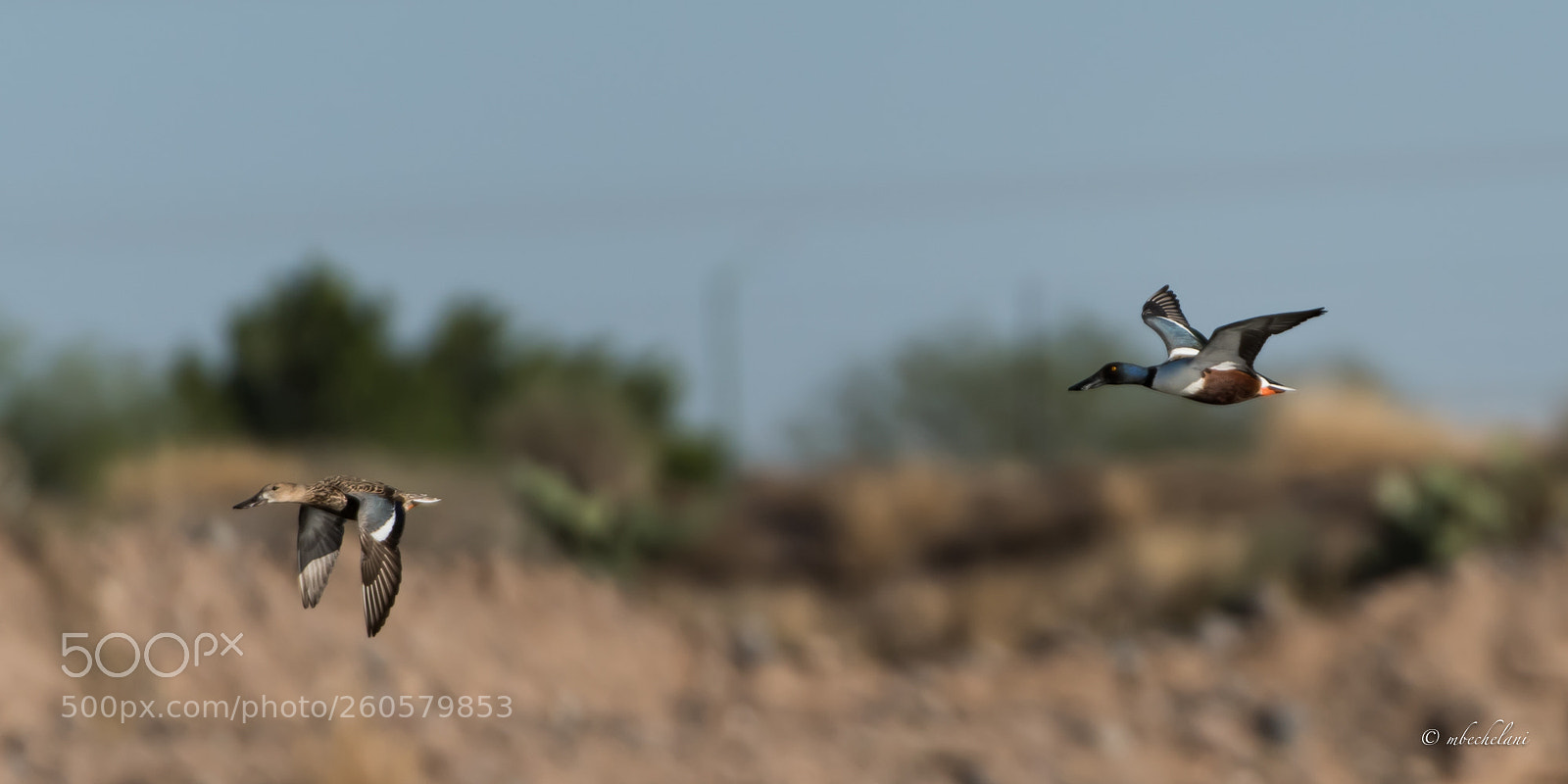 Nikon D810 sample photo. Mbs photography