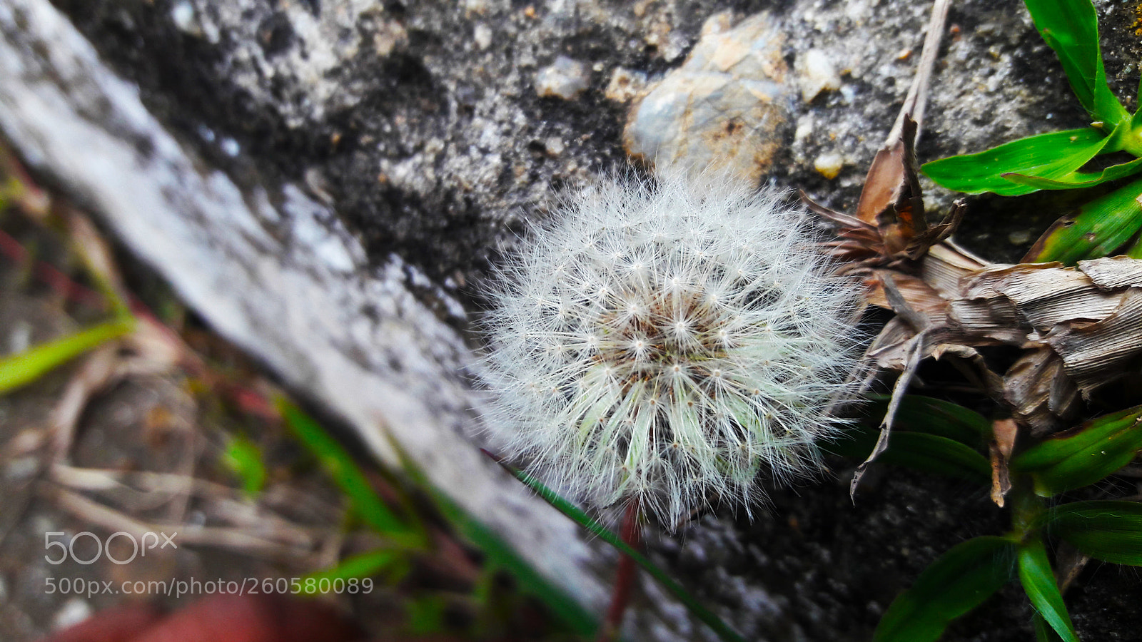 Samsung Galaxy A5(2016) sample photo. Dente de leão photography