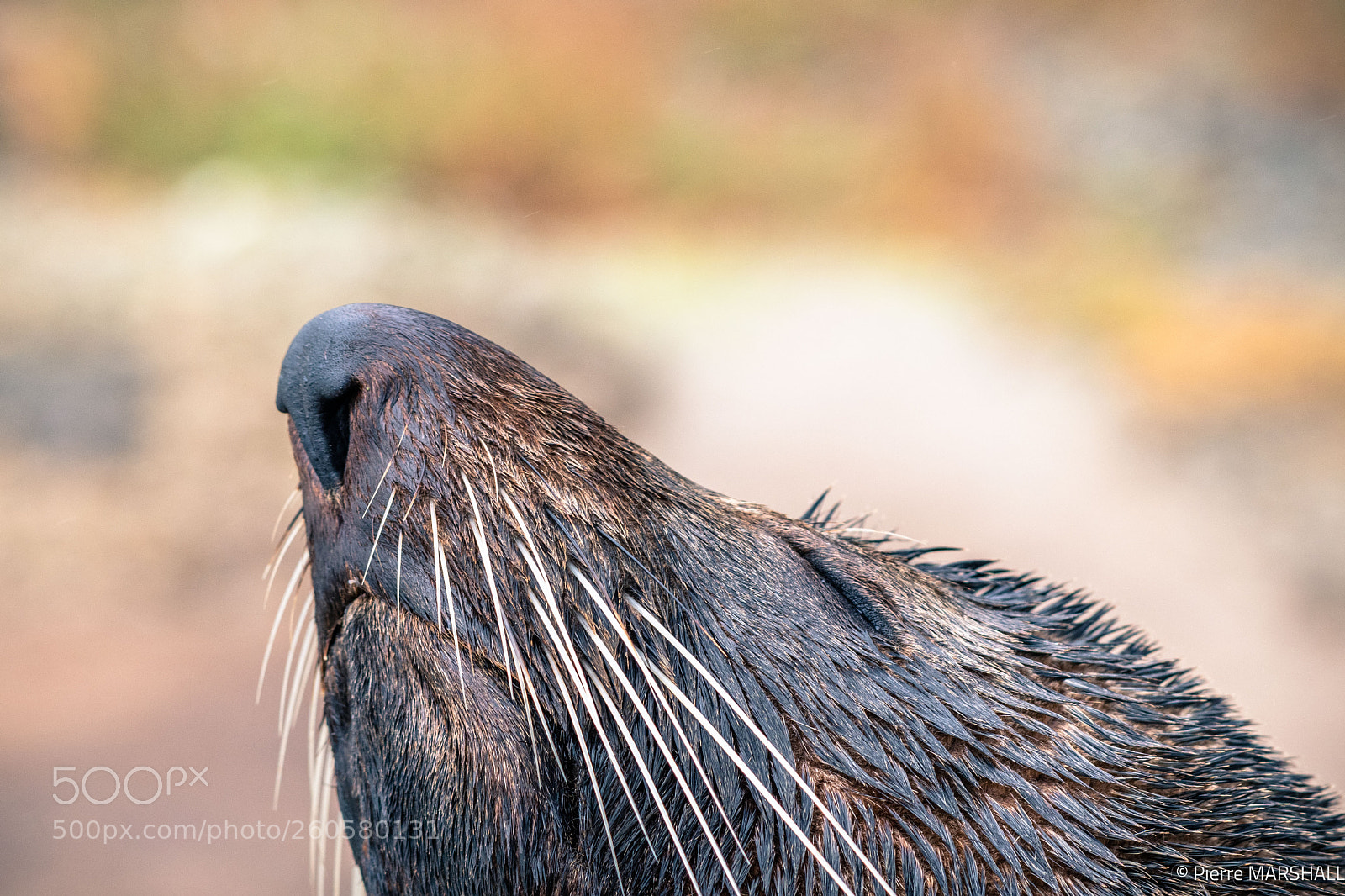 Nikon D500 sample photo. Nose up attitude ! photography