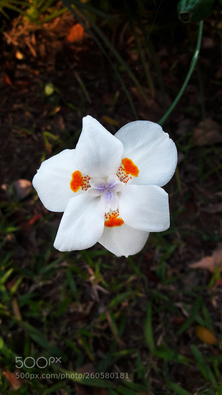 Samsung Galaxy A5(2016) sample photo. Leite photography