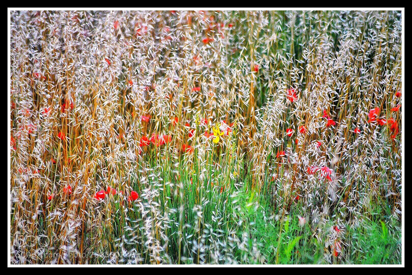 Nikon D750 sample photo. Colour my life  photography