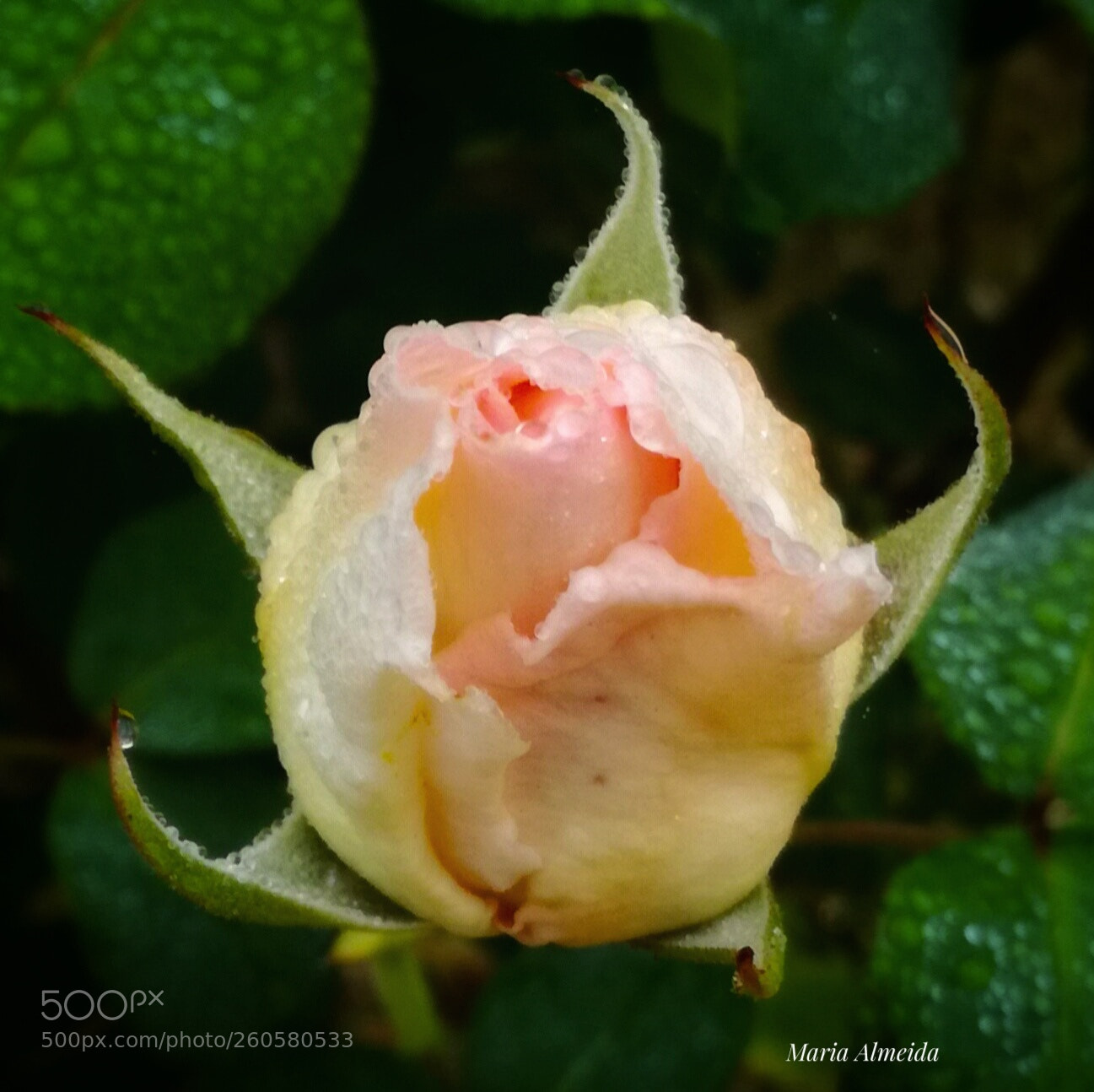 HUAWEI P9 LITE sample photo. Rose with rain drops. photography
