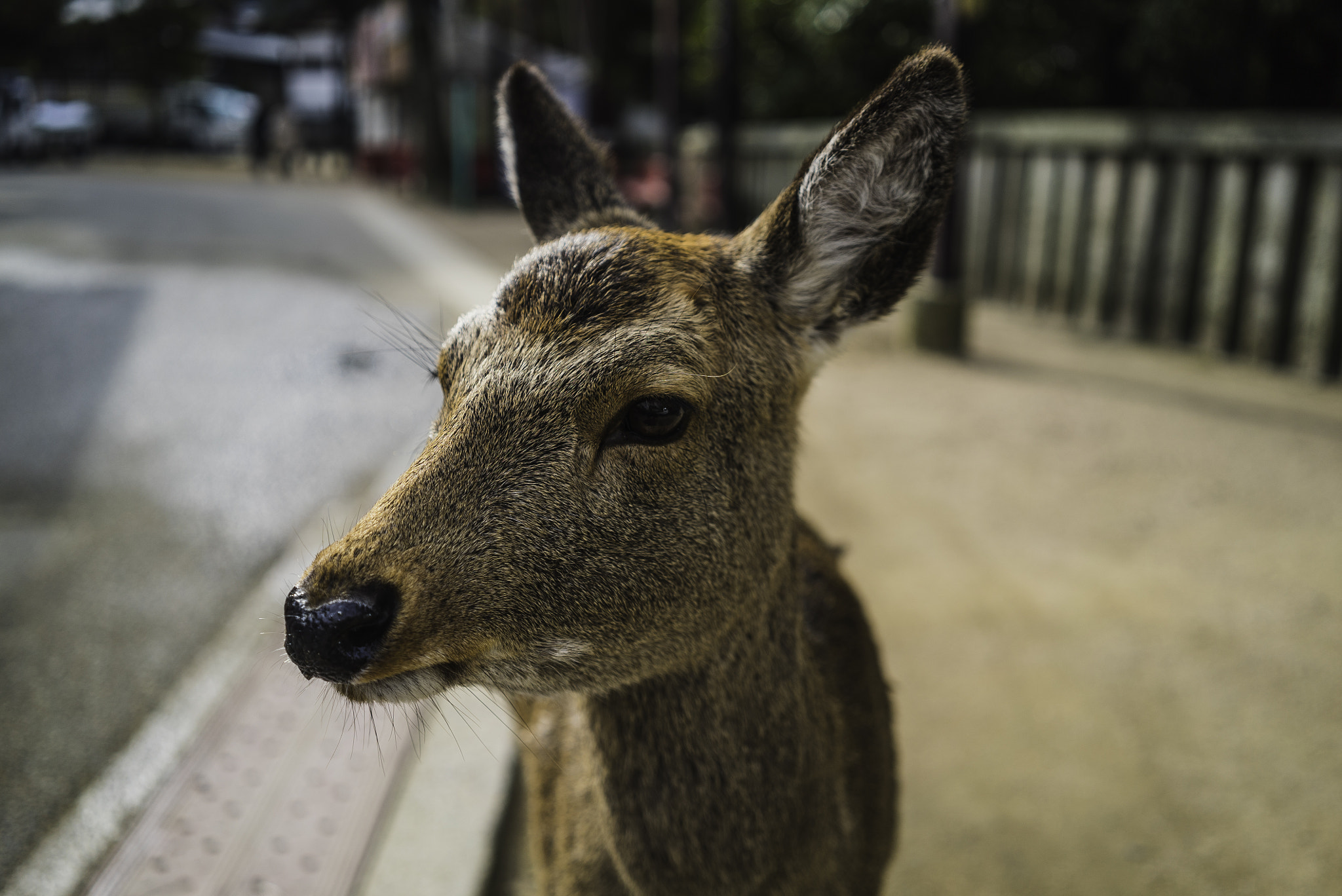 Sony a7S sample photo. Ears photography
