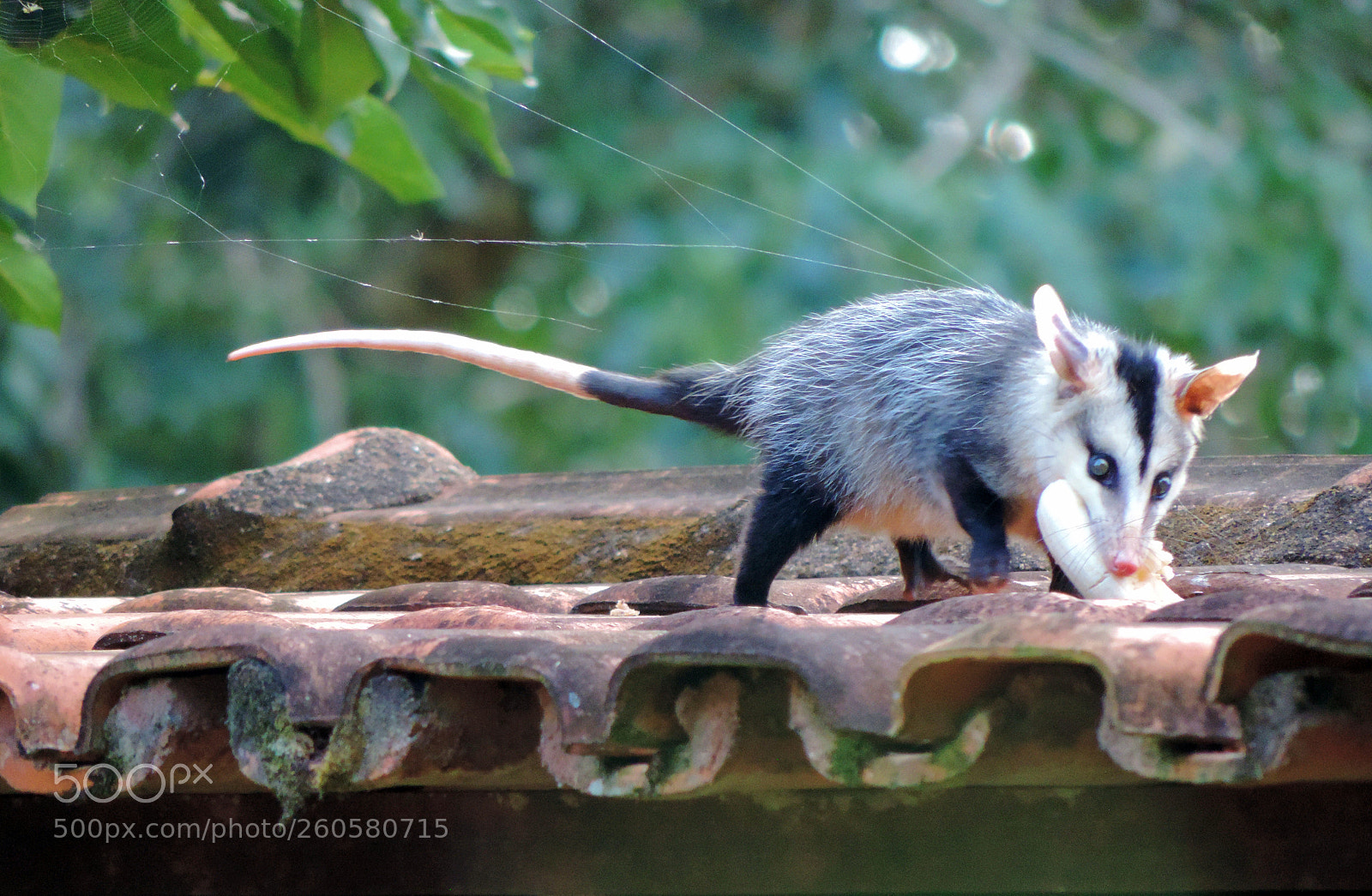 Nikon Coolpix P520 sample photo. Possum's banana photography