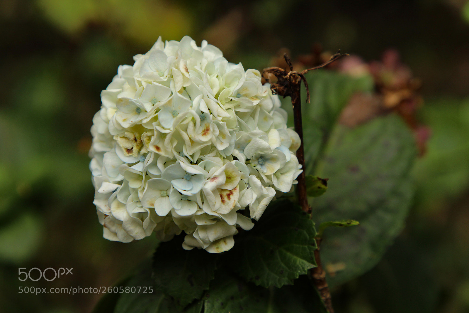 Canon EOS 1300D (EOS Rebel T6 / EOS Kiss X80) sample photo. White lotus photography