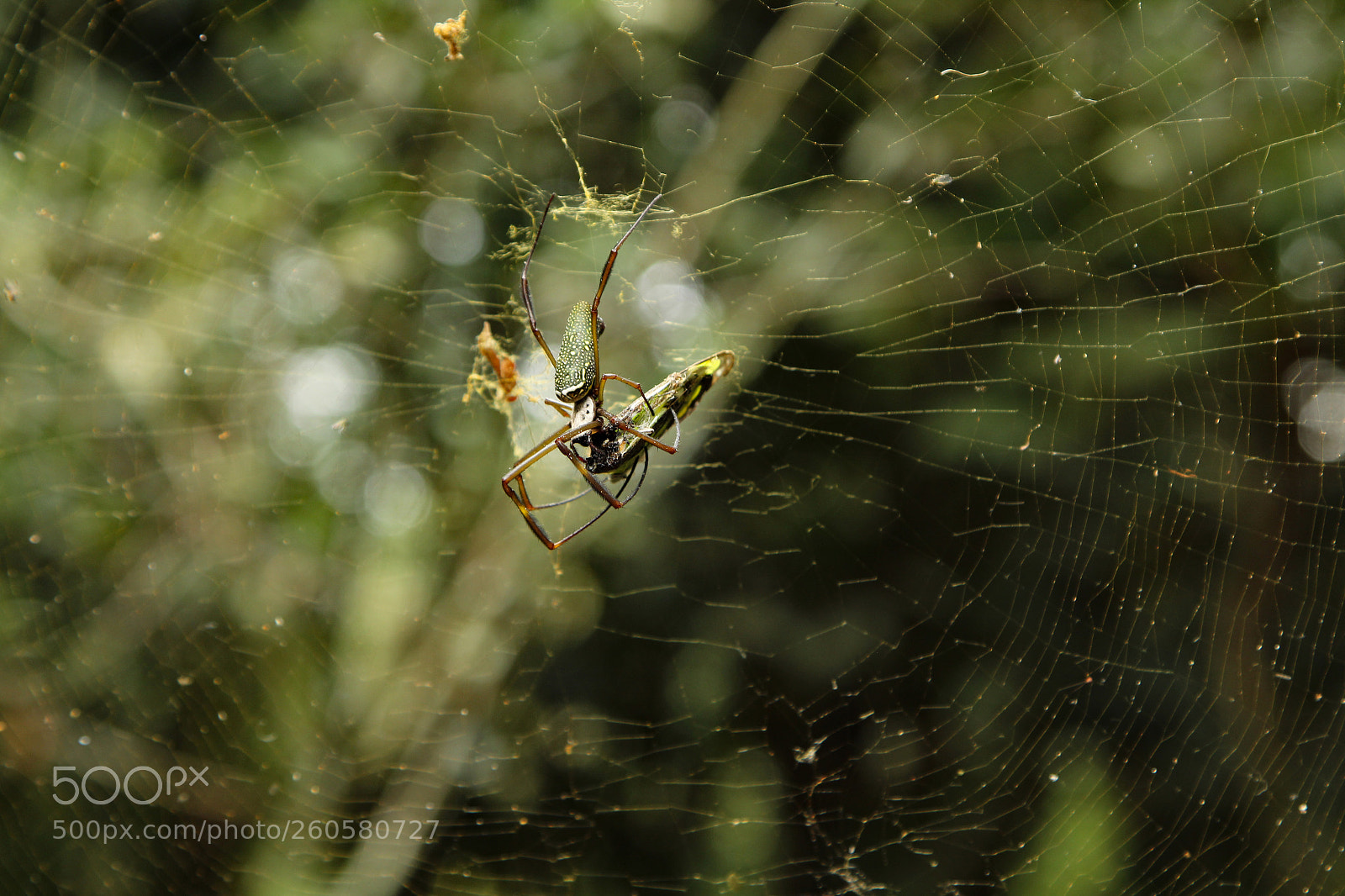 Canon EOS 1300D (EOS Rebel T6 / EOS Kiss X80) sample photo. Spider nature photography