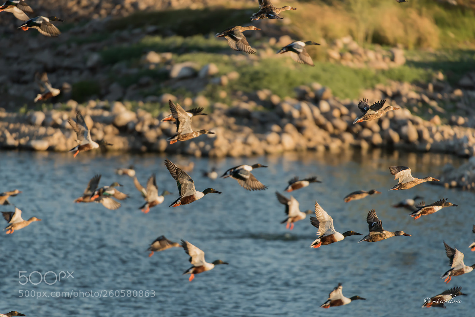 Nikon D810 sample photo. Mbs photography
