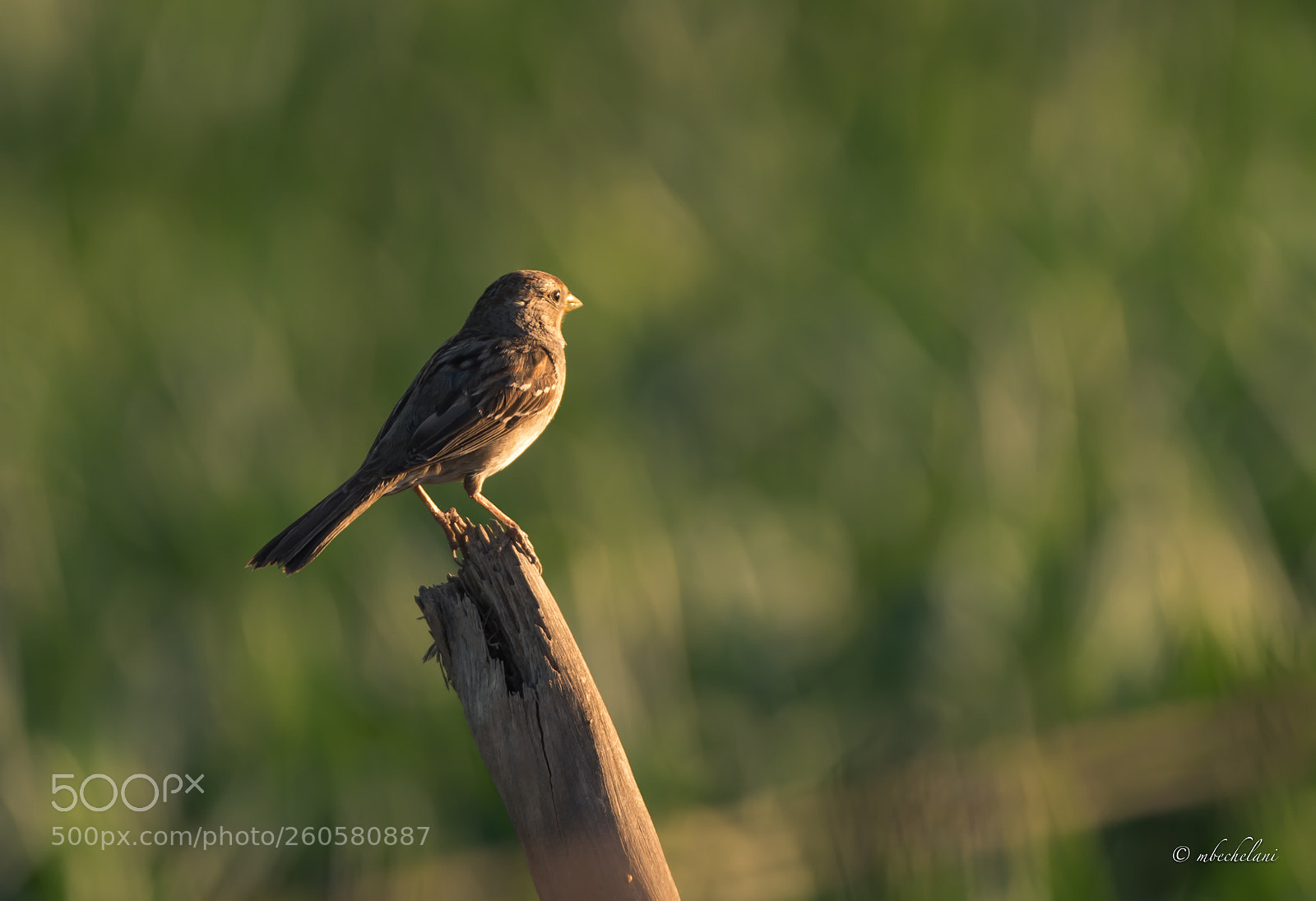 Nikon D810 sample photo. Mbs photography