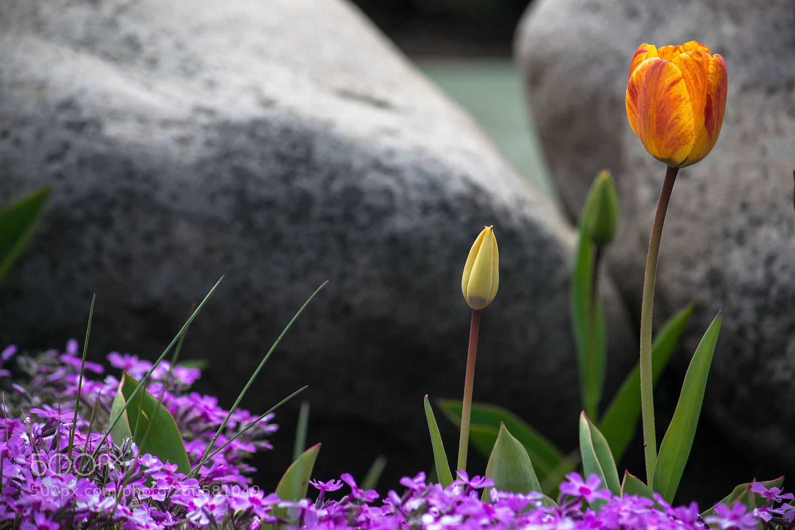 Nikon D5300 sample photo. Tulipan photography