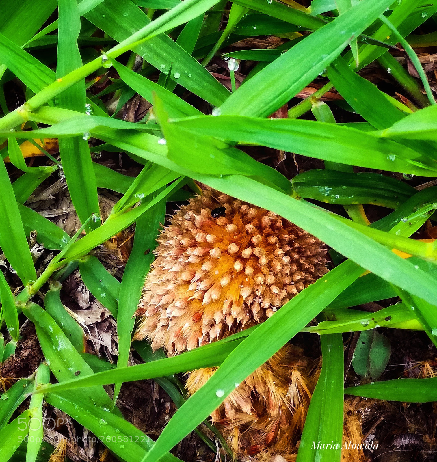 HUAWEI P9 LITE sample photo. Wild nature in your photography