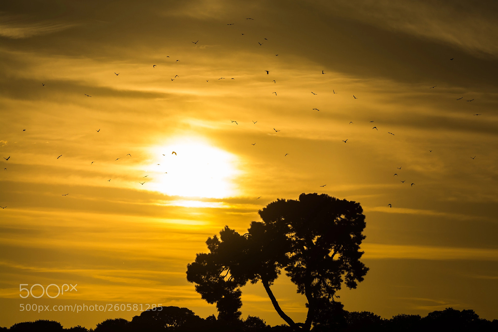 Nikon D7100 sample photo. Sunset silhouette photography